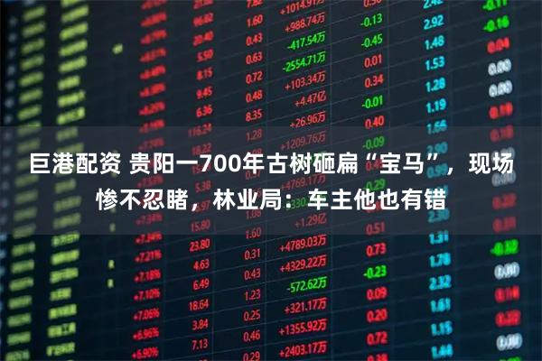 巨港配资 贵阳一700年古树砸扁“宝马”，现场惨不忍睹，林业局：车主他也有错